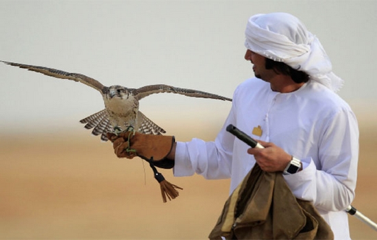 Most Popular traditional Sports in United Arab Emirates 