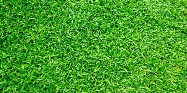Turf Maintenance: The Key to a Healthy and Safe Playing Surface