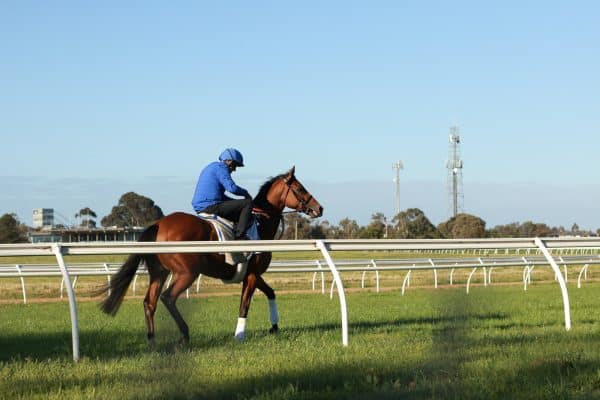 An Essential Guide To Melbourne Cup Tips For 2023